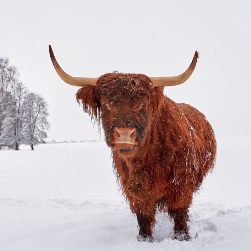 Highland Cattle Christmas Card Pack