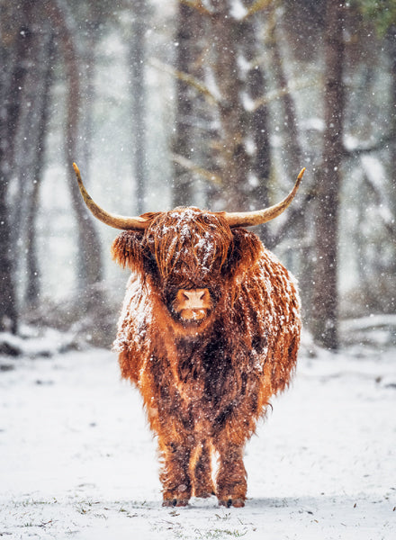 Scottish Highland Cow Christmas Card Pack