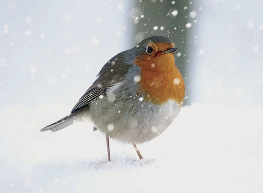 Bird Watching Christmas Card Pack