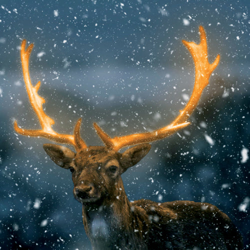 Golden Antlers Christmas Card Pack