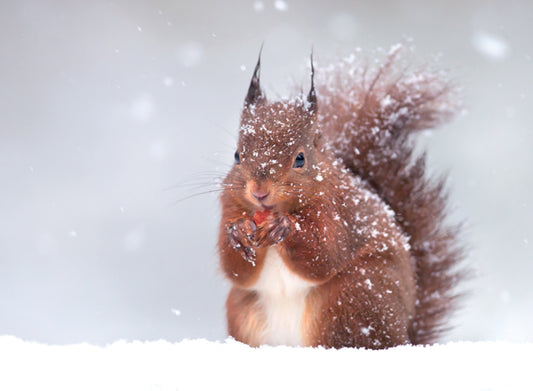 Red Squirrel in the Snow Christmas Card Pack