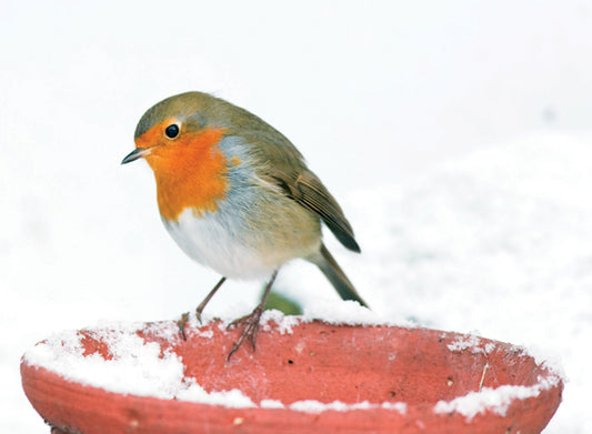 Robin on a Plant Pot Christmas Card Pack